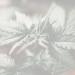 green pine tree in close up photography